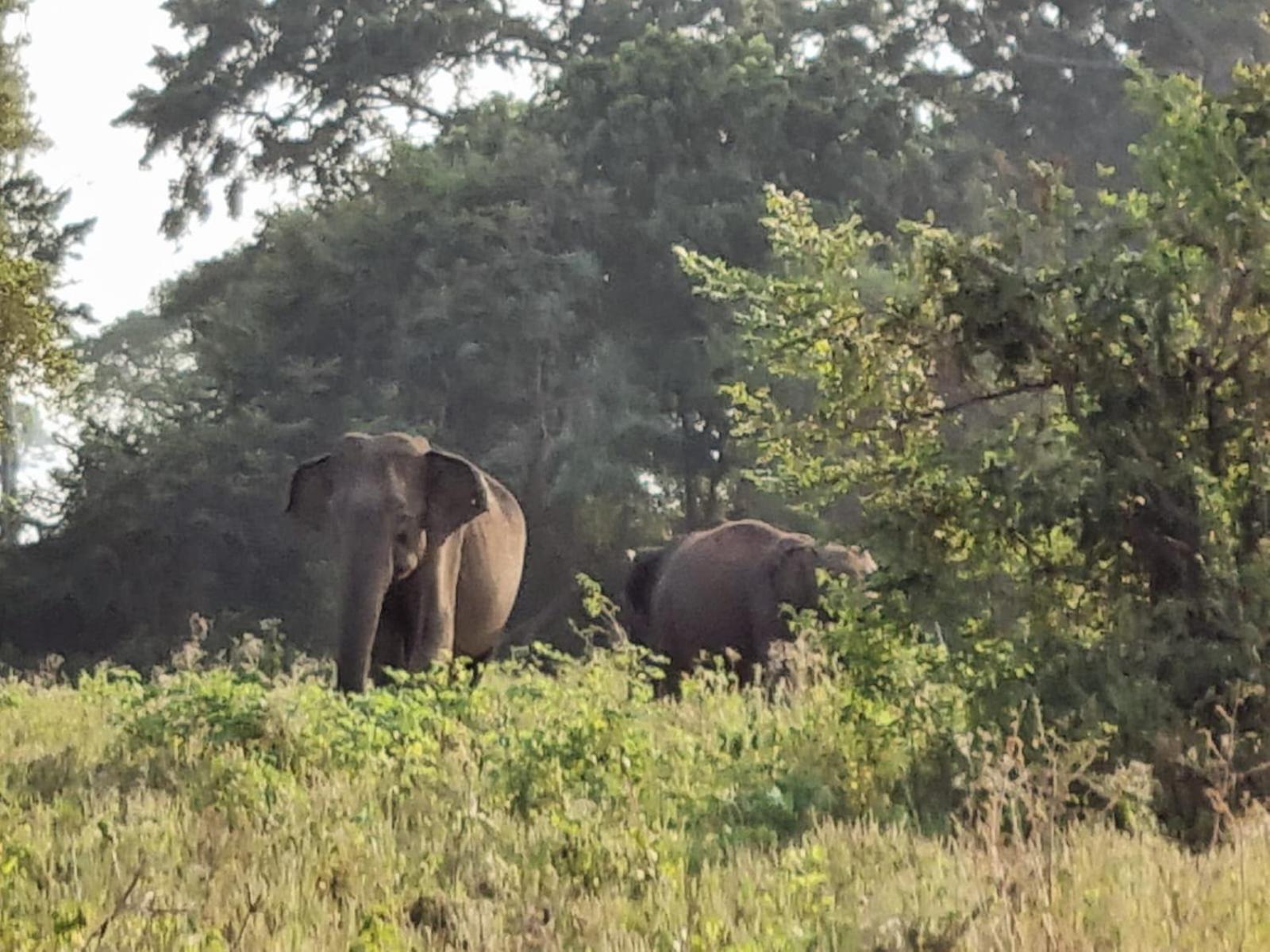 Ethili View & Safari Camp *