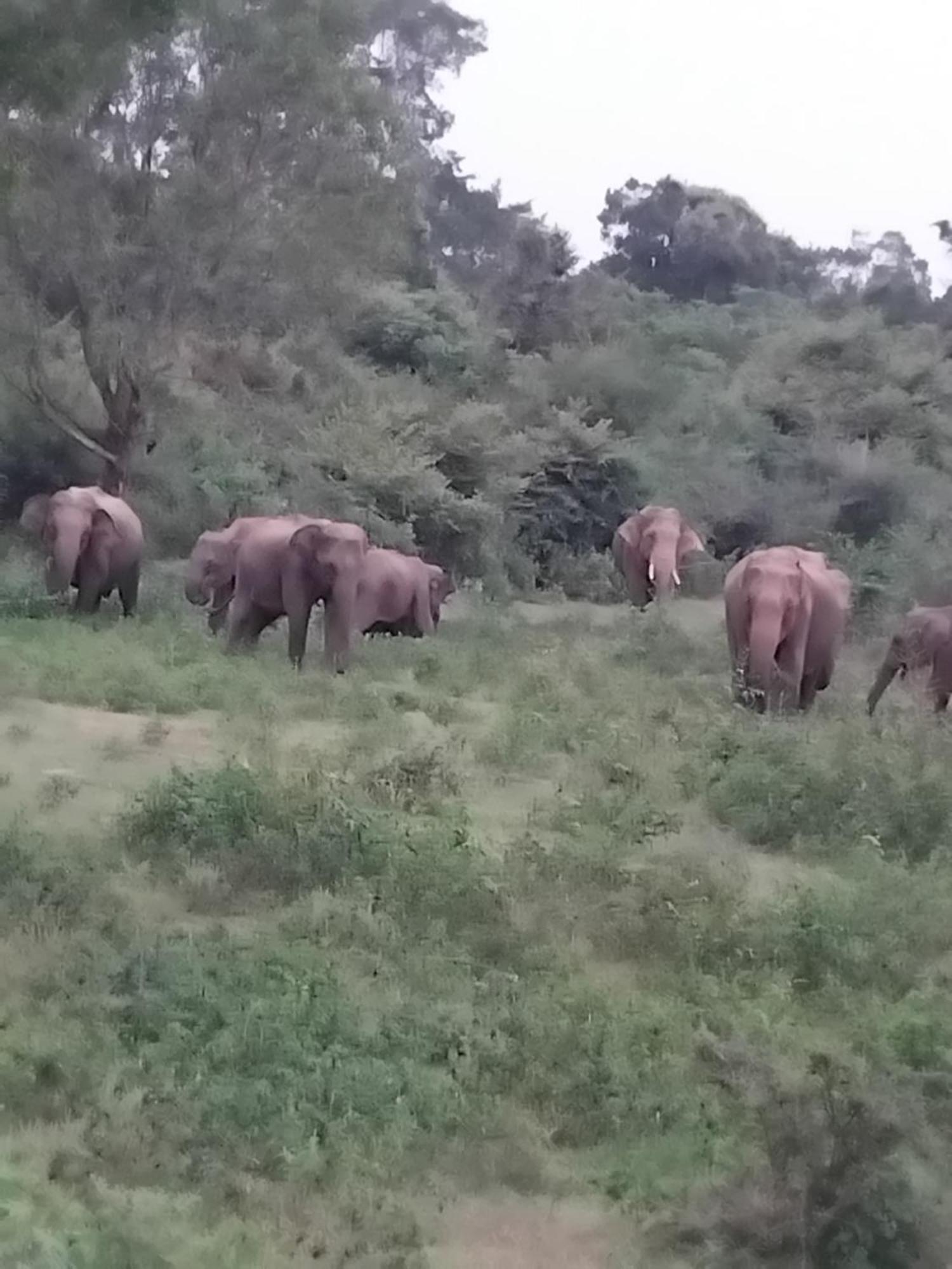 Homestay Ethili View & Safari Camp